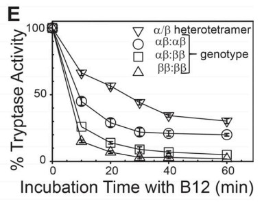 Stability of tryptase to inhibition by B12 anti-tryptase mAb.jpg